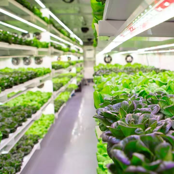 Leafy greens inside a modular container farm with LED grow lights and circulation ventilation