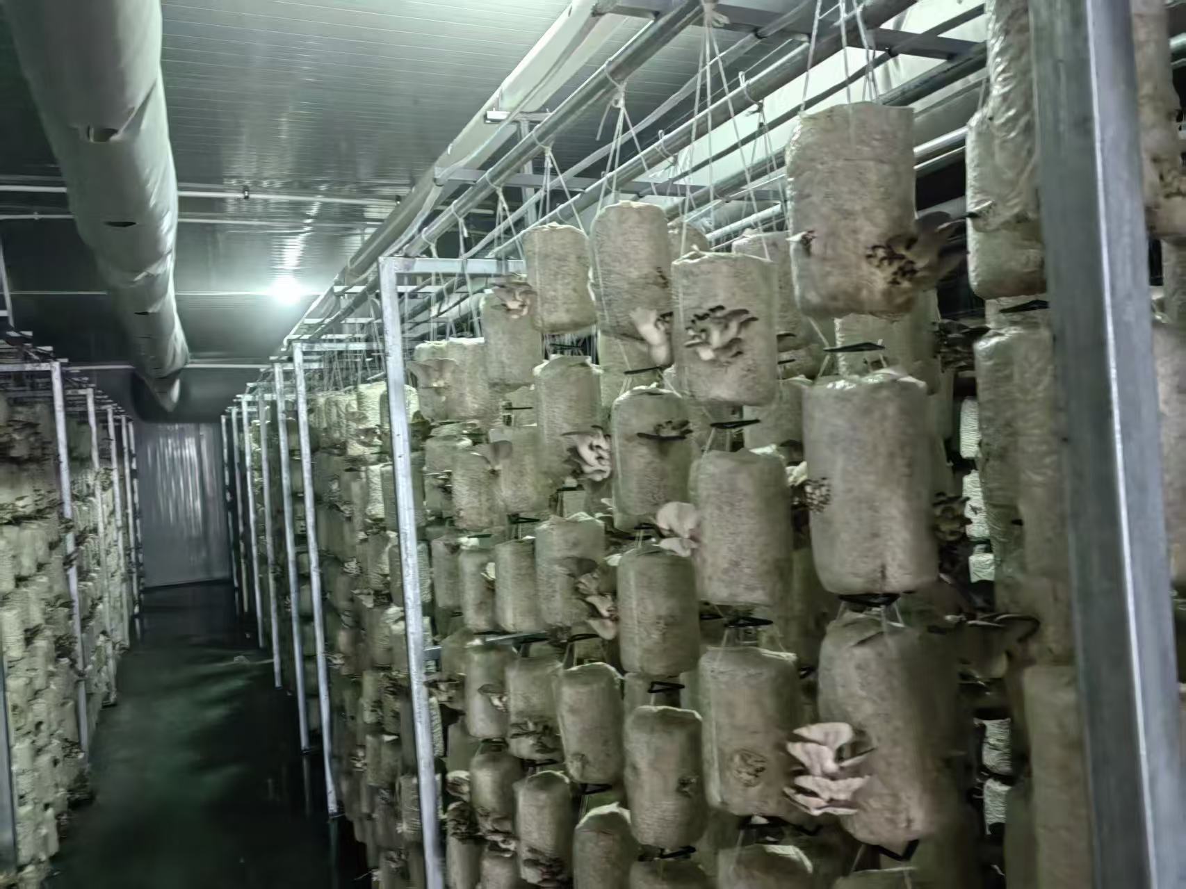 Hanging mushroom cultivation bags inside a controlled modular growing chamber