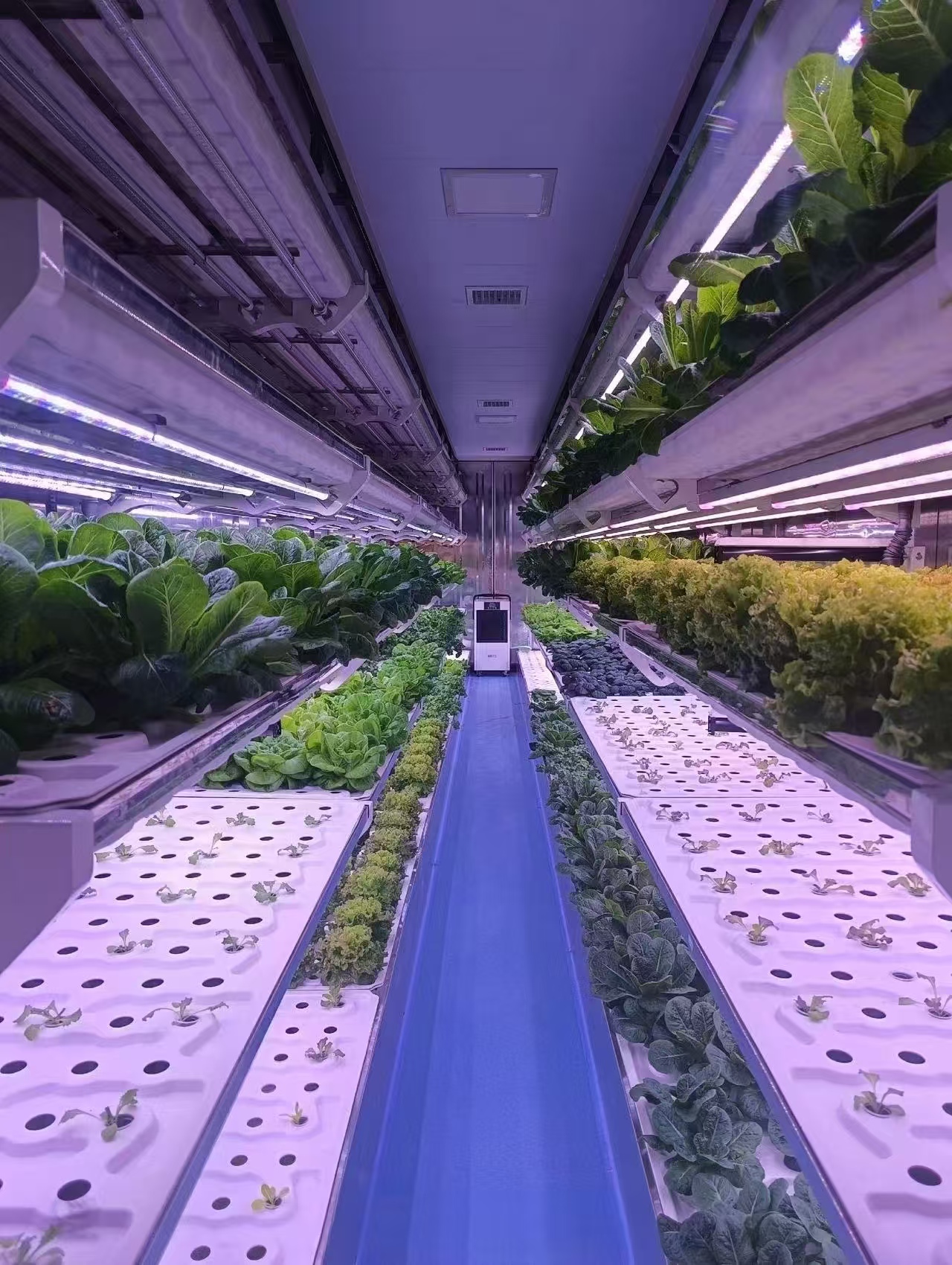 Multi-level hydroponic growing racks with full-spectrum LED lighting in a container farm
