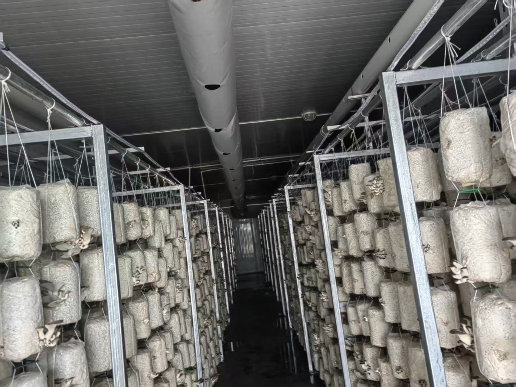 Ventilation ducts and dense mushroom growing racks inside the cultivation chamber
